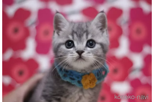 成約済の東京都のマンチカン-101392の6枚目